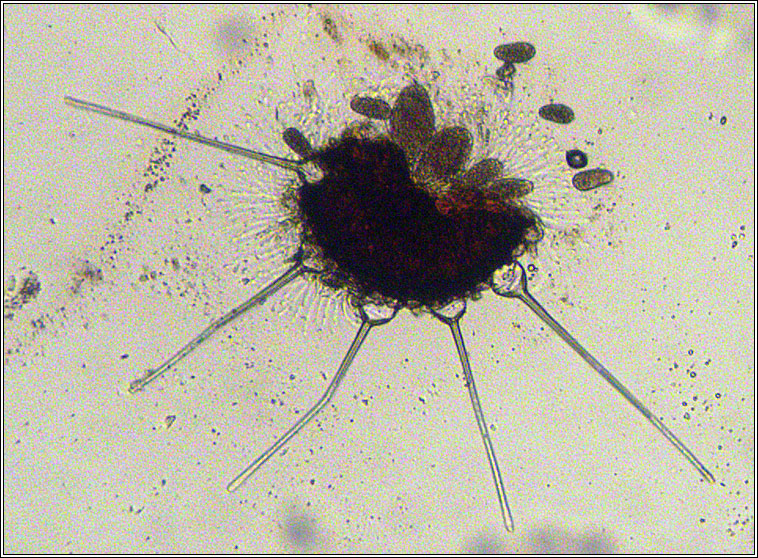 Phyllactinia mali