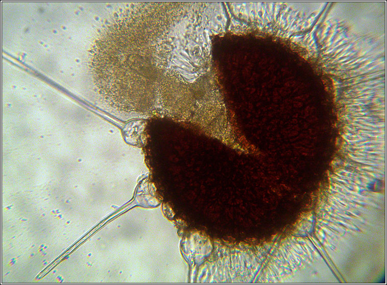 Phyllactinia mali