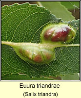 Euura triandrae