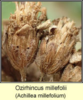 Ozirhincus millefolii