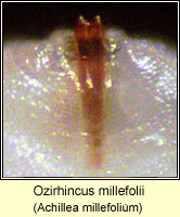 Ozirhincus millefolii