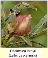 Dasineura lathyri