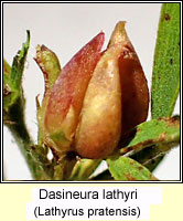 Dasineura lathyri