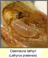 Dasineura lathyri