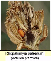 Rhopalomyia palearum