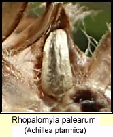 Rhopalomyia palearum