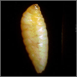 Rabdophaga rosariella