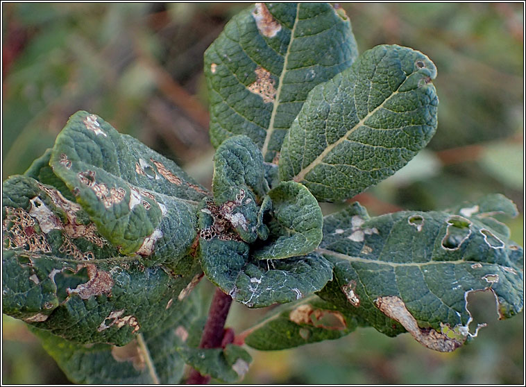 Rabdophaga rosariella