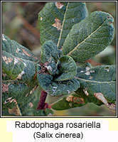 Rabdophaga rosariella