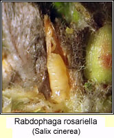 Rabdophaga rosariella