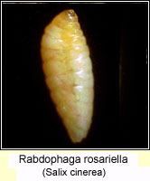 Rabdophaga rosariella