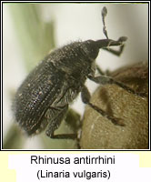 Rhinusa antirrhini