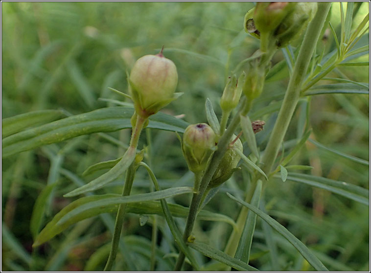 Rhinusa antirrhini