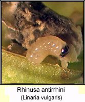 Rhinusa antirrhini