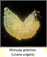 Rhinusa antirrhini