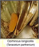 Ozirhincus longicollis