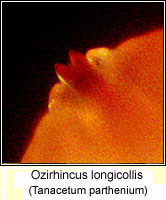 Ozirhincus longicollis