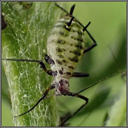 Macrosiphoniella millefolii, Yarrow aphid