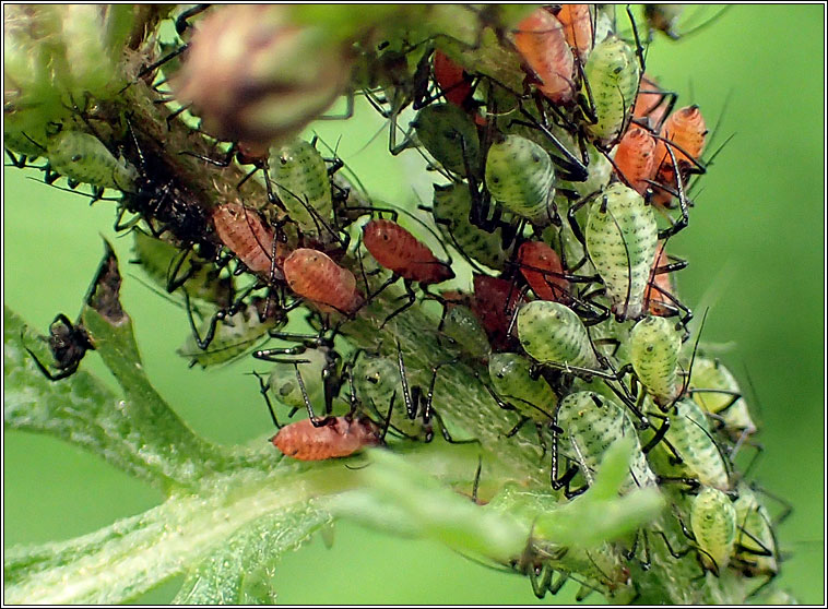 Macrosiphoniella millefolii, Yarrow aphid