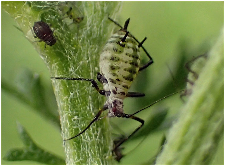 Macrosiphoniella millefolii, Yarrow aphid