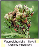 Macrosiphoniella millefolii, Yarrow aphid