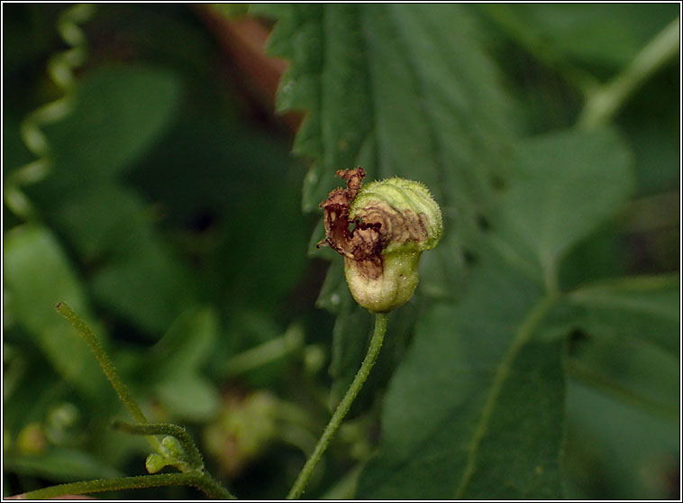 Jaapiella parvula