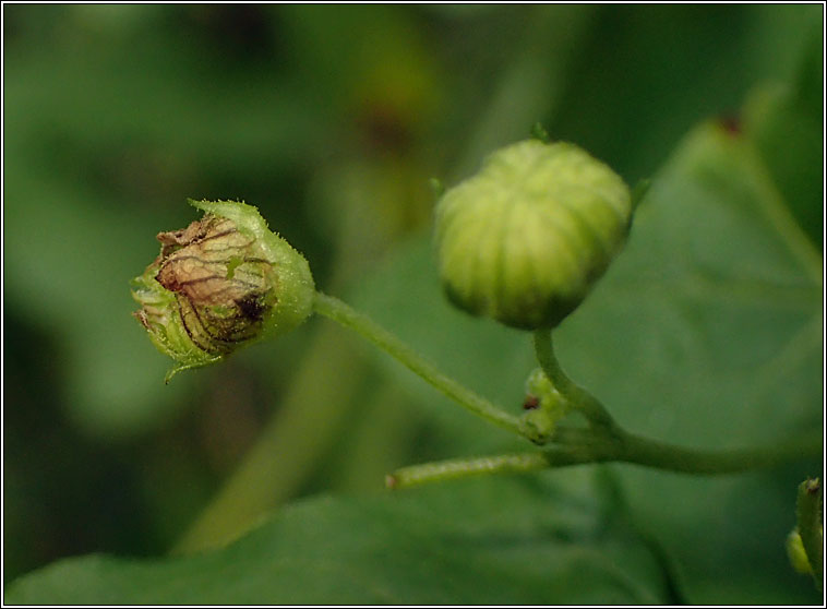 Jaapiella parvula