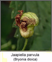 Jaapiella parvula