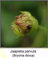 Jaapiella parvula