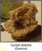 Cynips disticha