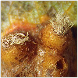 Gymnosporangium sabinae