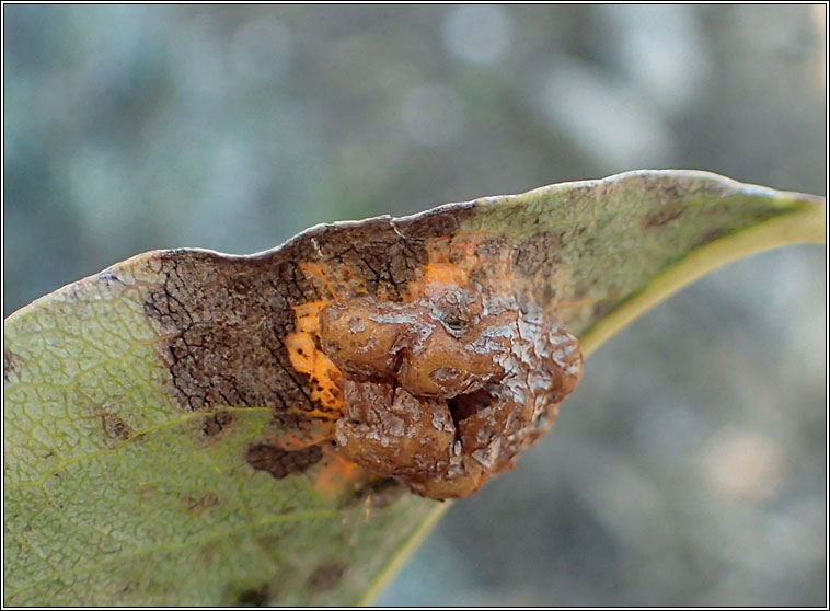 Gymnosporangium sabinae