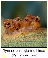 Gymnosporangium sabinae