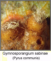 Gymnosporangium sabinae