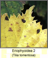 Eriophyoidea 2