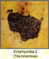 Eriophyoidea 2