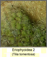 Eriophyoidea 2