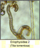 Eriophyoidea 2