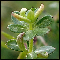Cecidophyes galii