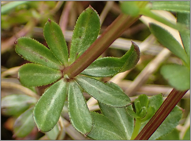 Cecidophyes galii