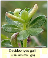 Cecidophyes galii Q