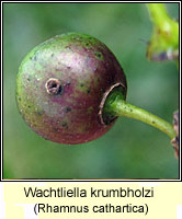 Wachtliella krumbholzi