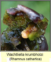 Wachtliella krumbholzi