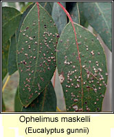 Ophelimus maskelli