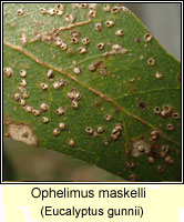 Ophelimus maskelli