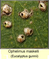 Ophelimus maskelli