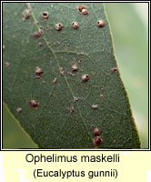 Ophelimus maskelli