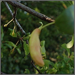 Taphrina pruni, Pocket Plum