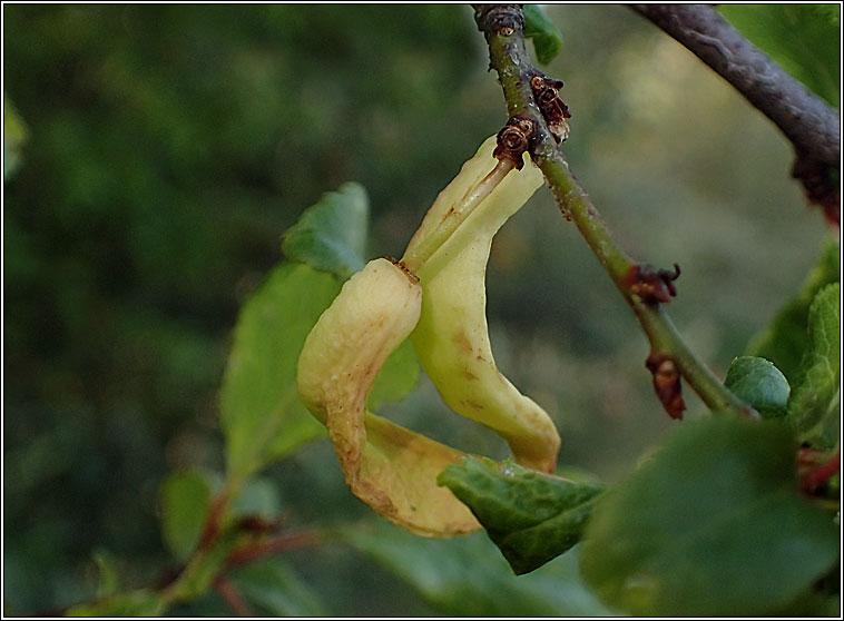 Taphrina pruni, Pocket Plum