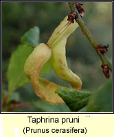 Taphrina pruni, Pocket Plum